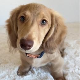 Dodger - Dachshund