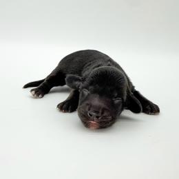 Queen (AKC solid black) - Black female Dachshund puppy in Waddell, Arizona from Neu Doxies