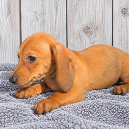 Brie - Red female Dachshund puppy in Warm Springs, Arkansas from Seven Hills Arkansas
