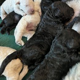 Goldendoodle, Golden Retriever, and Poodle Puppies from Angelic Goldens