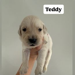 Golden Retriever Puppies from Pheasant Hollow Goldens