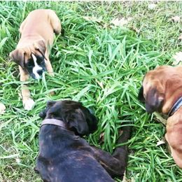 Boxers from Still Waters Farm