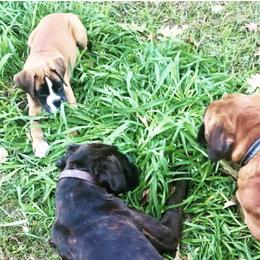 Boxers from Still Waters Farm