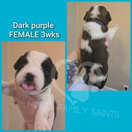 Purple FEMALE - White and brown female Saint Bernard puppy in Kaukauna, Wisconsin from Holtz Family Saints