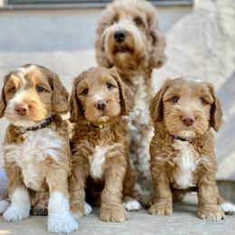 Australian Labradoodle Puppies from Starlight Ridge Australian Labradoodles