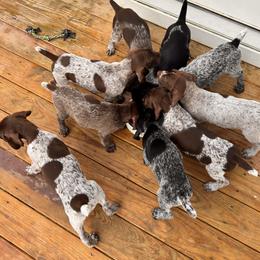 German Shorthaired Pointer puppies from Buck GSP