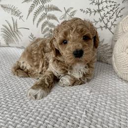 Goldendoodle Puppies from Temecula Creek Doodles