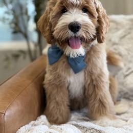 Australian Labradoodles, Bernedoodles, Double Doodles, Goldendoodles, and Labradoodles from Delta Doodless