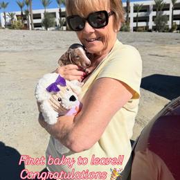 Rosie - Dapple female Dachshund puppy in Joshua Tree, California from Desert Dreams Ranch