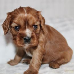 Girl 2 - Ruby female Cavalier King Charles Spaniel puppy in Fredericksburg, Ohio from Timshell Farm Specialty Crossbreed Puppies