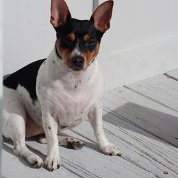 Teddy Roosevelt Terrier All Grown Up from Barnett’s Rambling Terriers