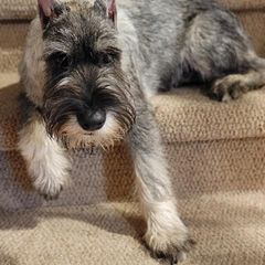 Standard Schnauzer All Grown Up from Steadfast Standard Schnauzers