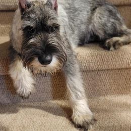 Standard Schnauzer All Grown Up from Steadfast Standard Schnauzers