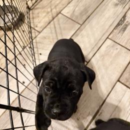 Yellow - Black female Cane Corso puppy in Clinton, Mississippi from Paw City Kennel