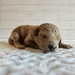 Willie - Red male Cavapoo puppy in London, Kentucky from Blue Meadow Puppies