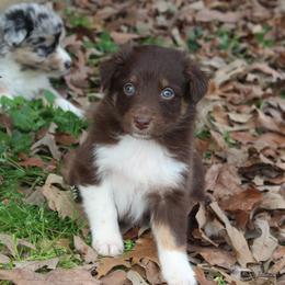 Australian Shepherd Puppies from Blush & Lace Aussie Co.