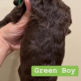 Poodle Puppies from Semmy’s standard Poodle