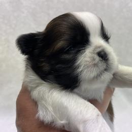 Shih Tzu Puppies from Little Miracles Shih Tzu