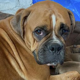 Annie - Boxer