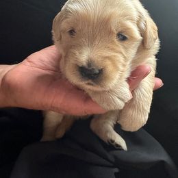 Golden Retriever Puppies from Chevaline Goldens