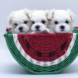 Maltese and Maltipoo Puppies from Chez Lexi Kennels