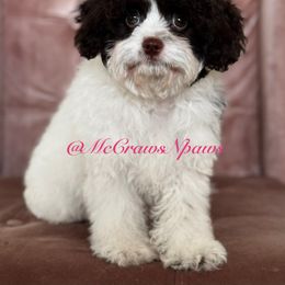 Cavapoo, Maltipoo, and Poodle Puppies from McCraws N Paws