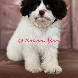 Cavapoo, Maltipoo, and Poodle Puppies from McCraws N Paws