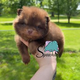 Bruno- 4000.00 dollars - Chocolate and tan male Pomeranian puppy in Perry County, Ohio from Speechless Pom’s