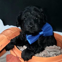 Mr. Blue - Black male Schnoodle puppy in Leitchfield, Kentucky from Eveleigh Acres Puppies