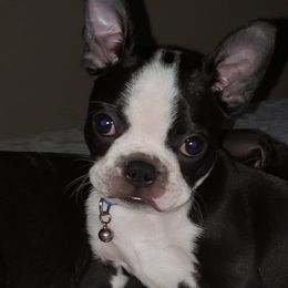 Boston Terriers from Royal Bostons