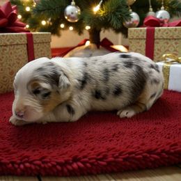 Deetz - Blue merle male Australian Shepherd puppy in Statesville, North Carolina from Charming Australian Shepherds