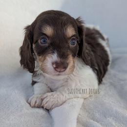Girl 1 - Piebald female Dachshund puppy in San Diego, California from Sweetheart Doxies LLC