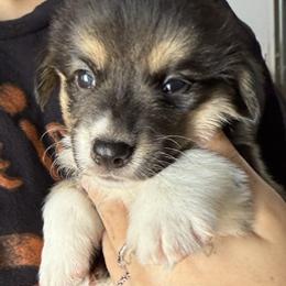 Harley - Black and tan male Pembroke Welsh Corgi puppy in Riverside, California from Four Aces Corgis