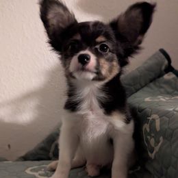 Ravyns Boy 1 - White black and tan male Papillon puppy in Joshua, Texas from Summertime Kennels