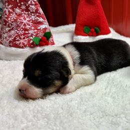 Clara - White and black female Pembroke Welsh Corgi puppy in Fayetteville, Tennessee from Sulphur Springs Corgis