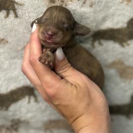Nemo - Brindle male Dachshund puppy in Oklahoma City, Oklahoma from Barrett’s Doxie Farm