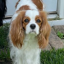 Cavalier King Charles Spaniels from Sweettalk Cavaliers
