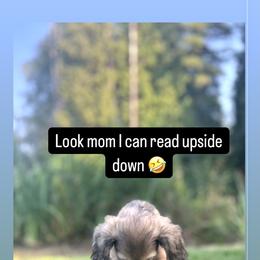 Dachshund Puppies from Northwest Dachshunds