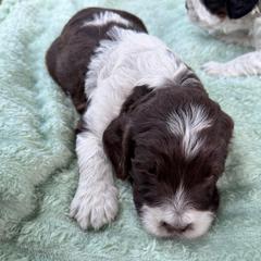Girl 1 - Liver and white female Springerdoodle puppy in Reddick, Florida from Cooper’s Mini Doodles
