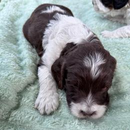 Girl 1 - Liver and white female Springerdoodle puppy in Reddick, Florida from Cooper’s Mini Doodles