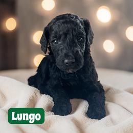 Lungo - Black male Poodle puppy in Ellenburg Center, New York from Kristin's Puppies