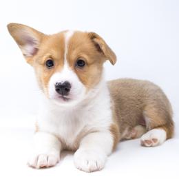 France (Light Pink Collar) - Health Tested Parents - Red female Pembroke Welsh Corgi puppy in Los Angeles, California from Limitless Huskies