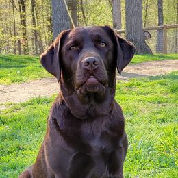 Maple - Labrador Retriever