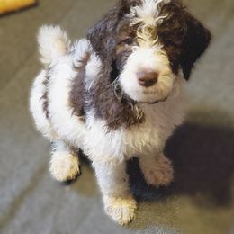 Australian Labradoodle and Poodle Puppies from Oodles of Doodles and some Poodles