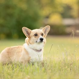 Ellie - Pembroke Welsh Corgi