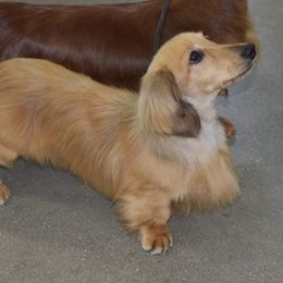 Dachshunds from MCS Dachshunds