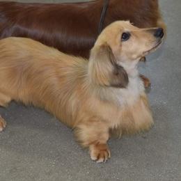 Dachshunds from MCS Dachshunds