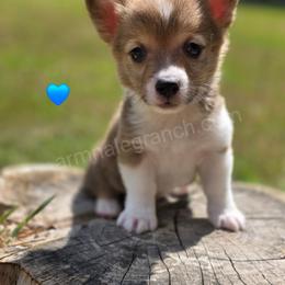 R6 - Sable male Pembroke Welsh Corgi puppy in Jacksonville, Texas from ArmnalegRanch LLC
