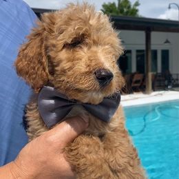 Zac - Apricot male Labradoodle puppy in Miami, Florida from DG Labradoodles