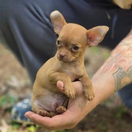 Orange - Gold male Chihuahua puppy in East Camden, Arkansas from RoyAl